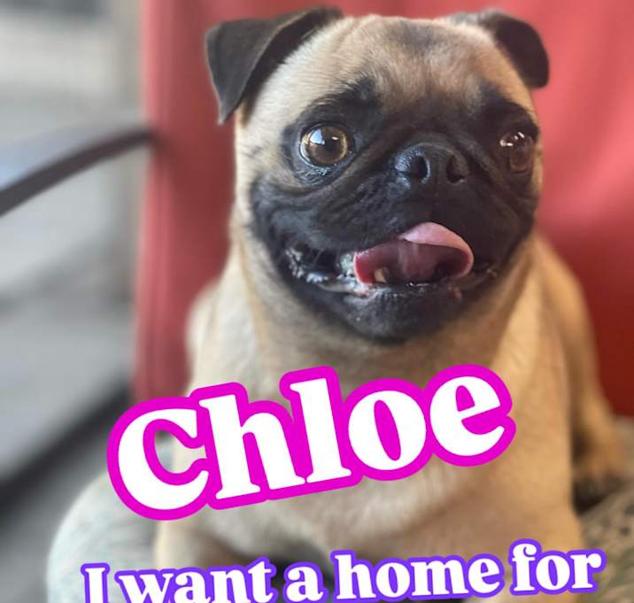Photo of Chloe