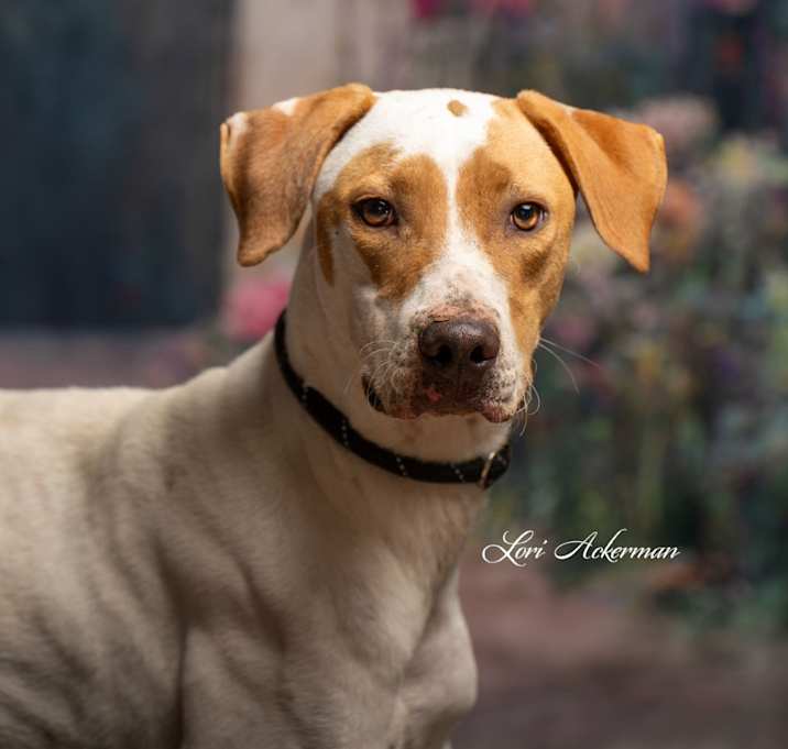 Photo of Romeo