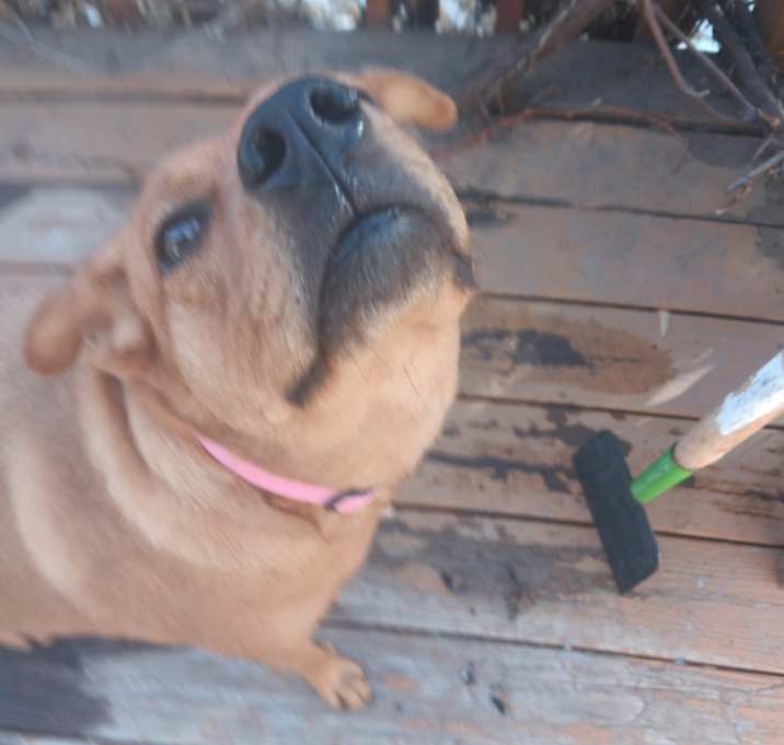 Photo of Abby