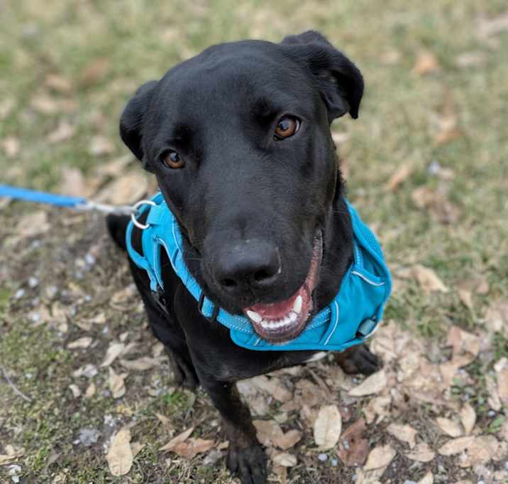 Photo of Baxter