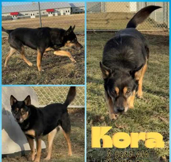 Photo of Kora