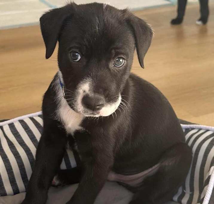 Photo of Dalmatian/Shepherd Mix Pups