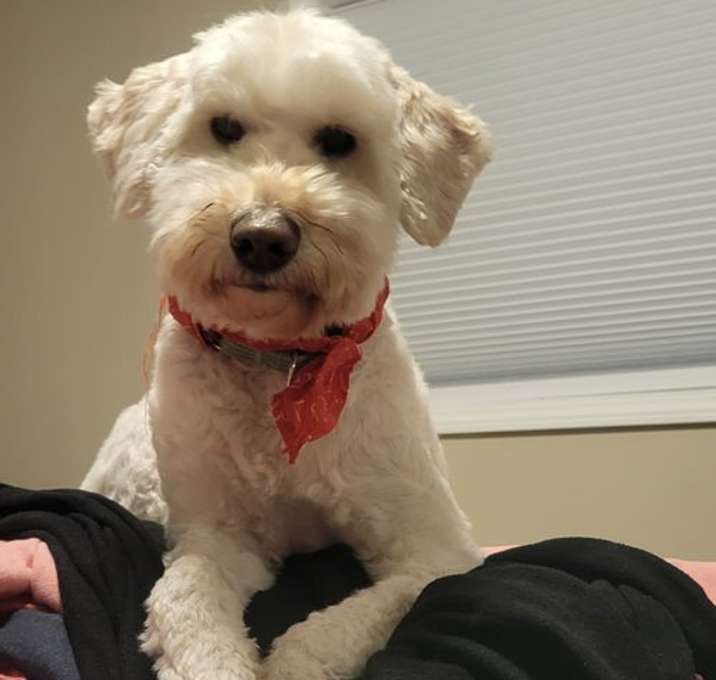 Photo of GoTeddy - Bonded Pair - Luki