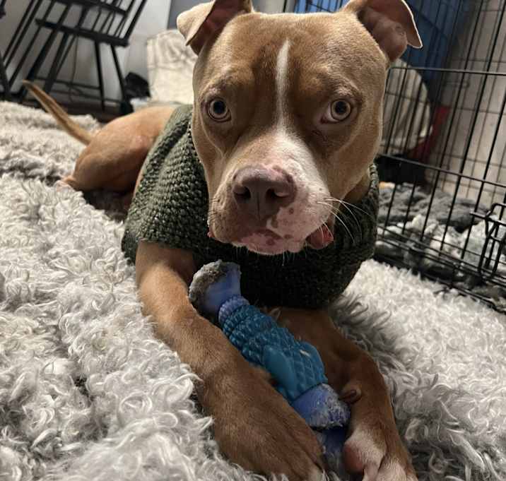 Photo of Hercules