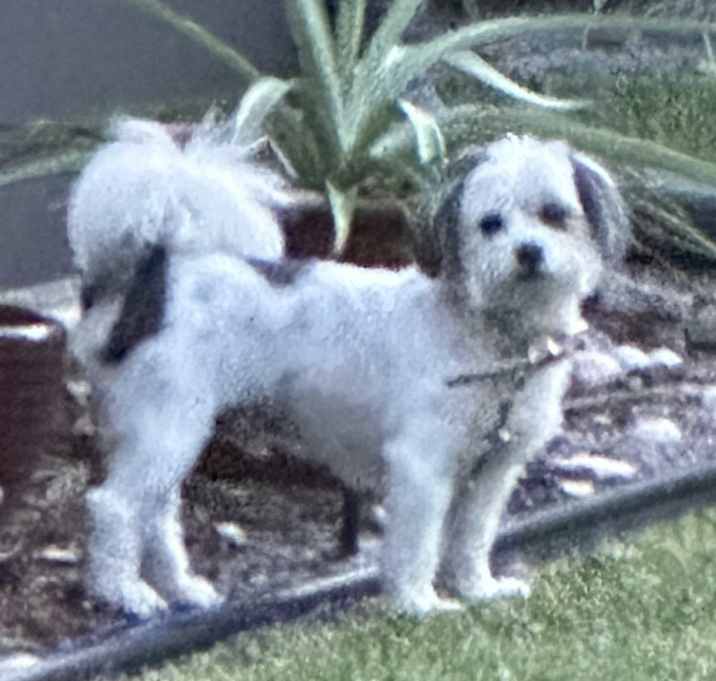 Photo of OREO