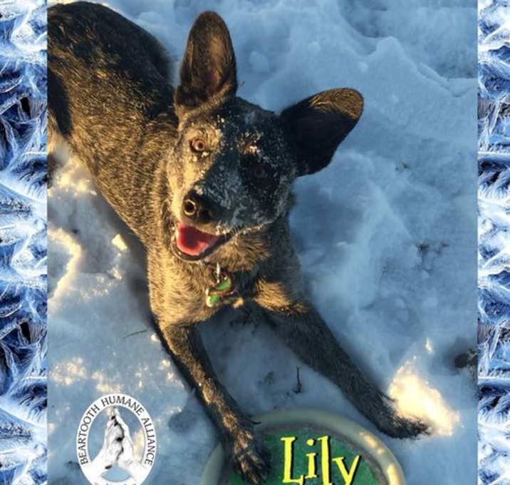 Photo of Lily