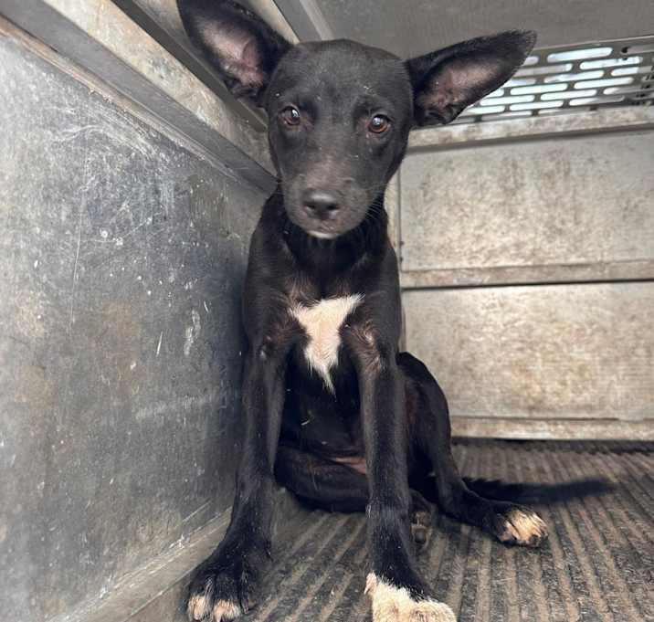 Photo of Nala