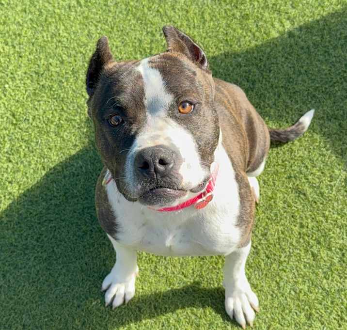 Photo of Millie A5675314