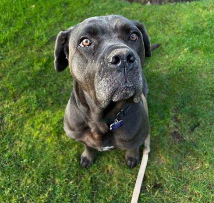 Photo of sadie