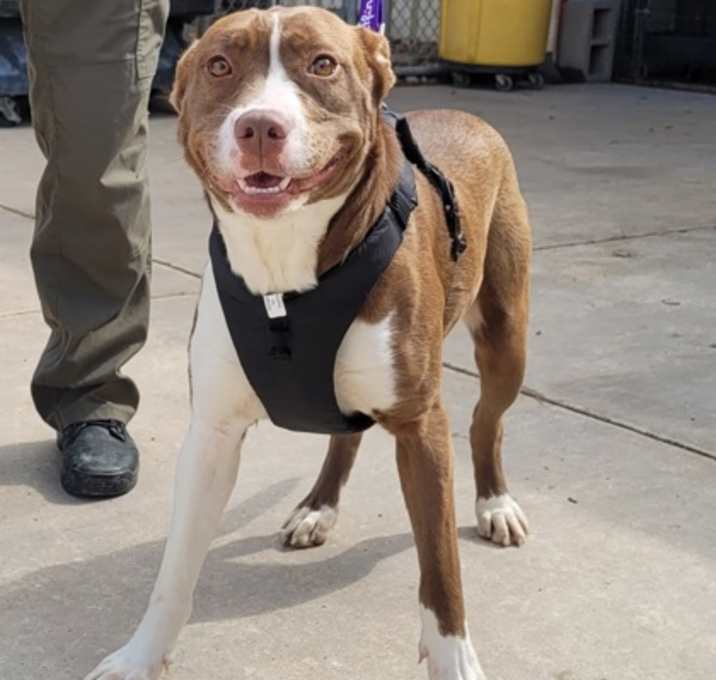 Photo of Brandy
