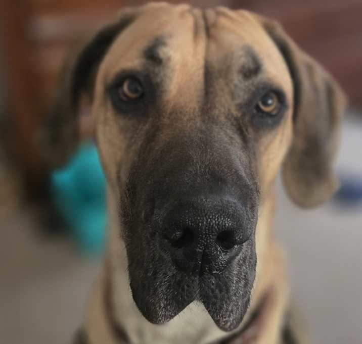 Photo of Remi
