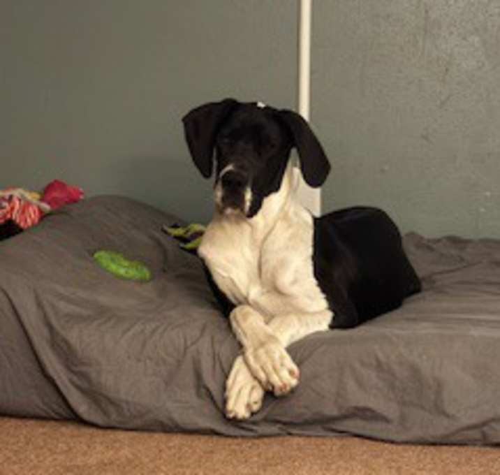 Photo of Maple