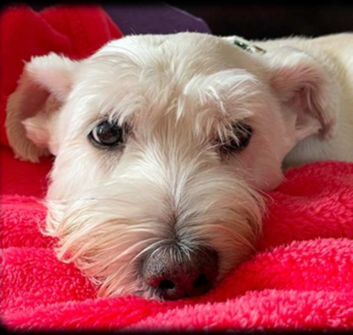 Photo of Jingles