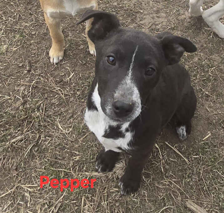 Photo of Pepper