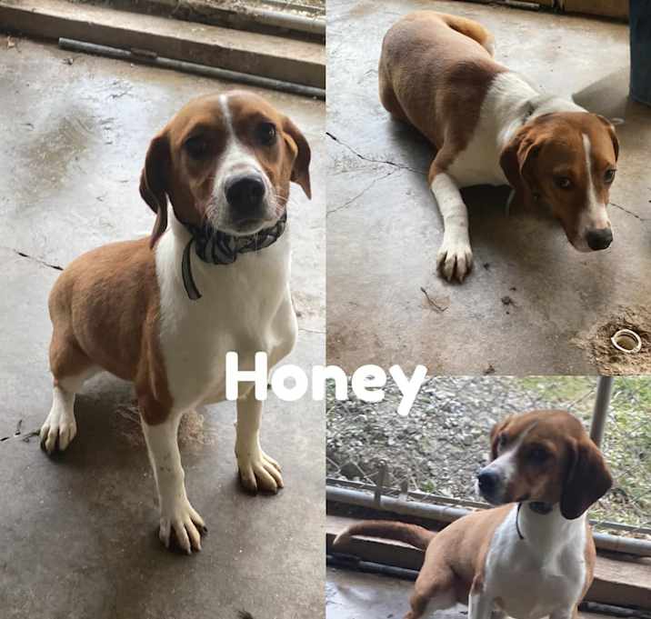 Photo of Honey