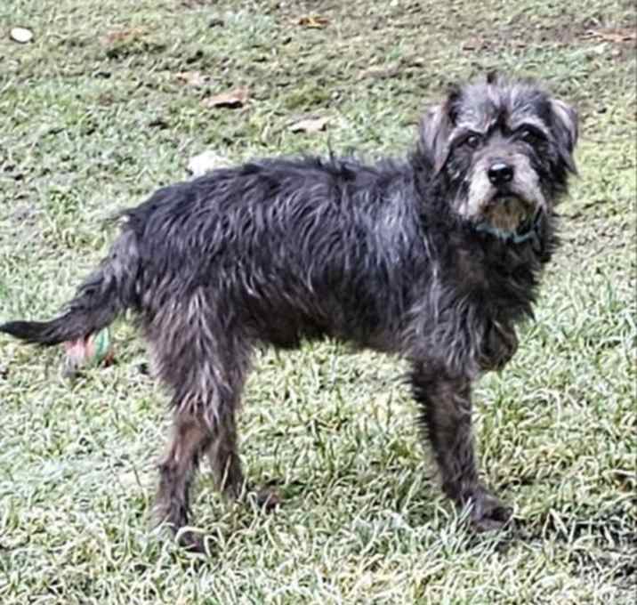 Photo of Huxley
