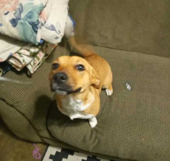 Photo of BROWNIE