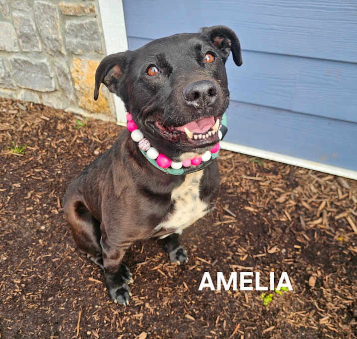 Photo of Amelia