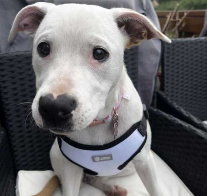 Photo of Boo Boo