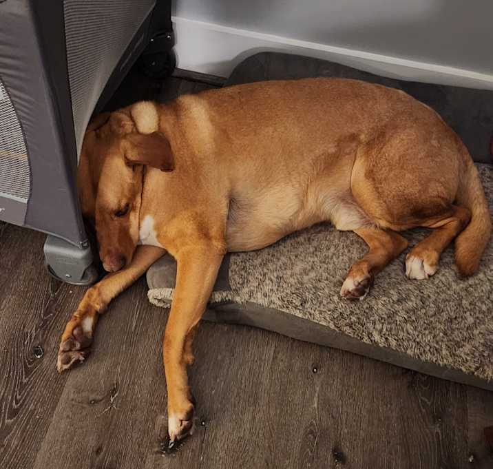 Photo of Remmy