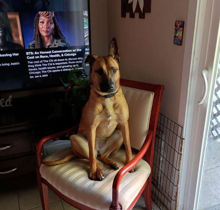 Photo of Cocoa
