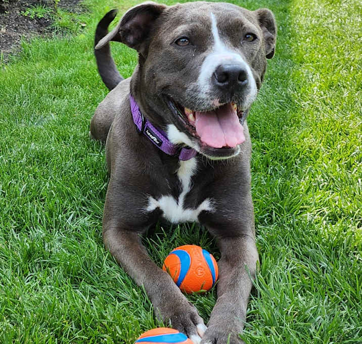 Photo of June Bug