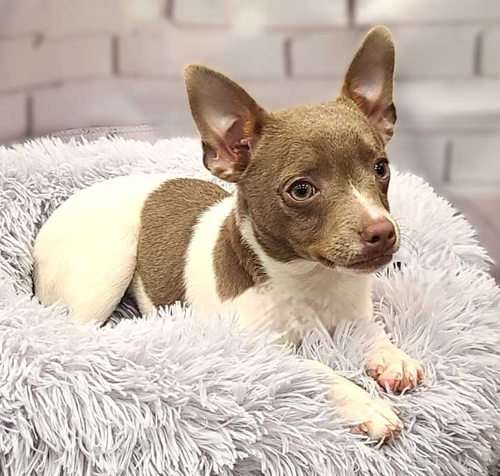 Photo of BoBo