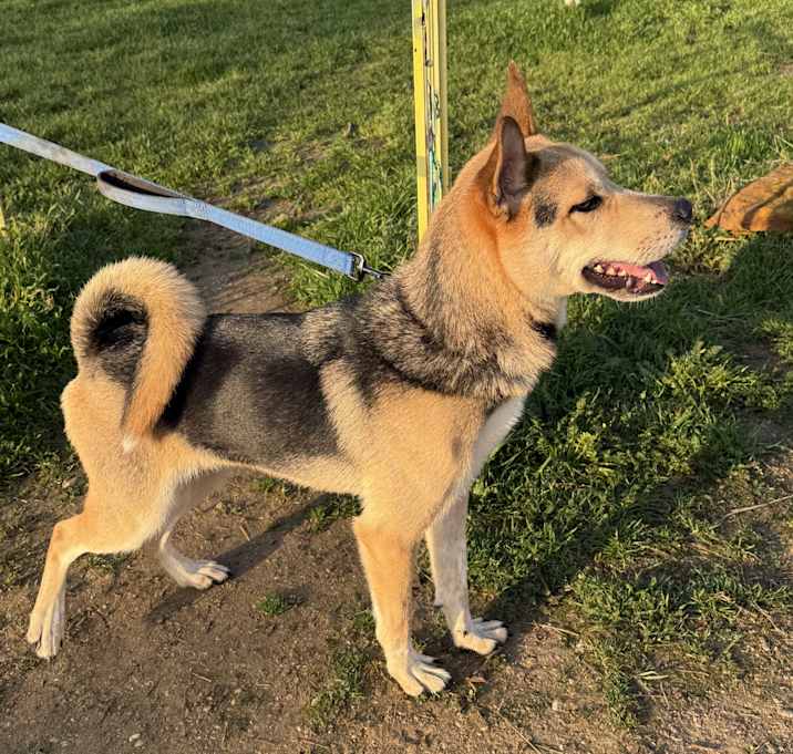 Photo of Scout