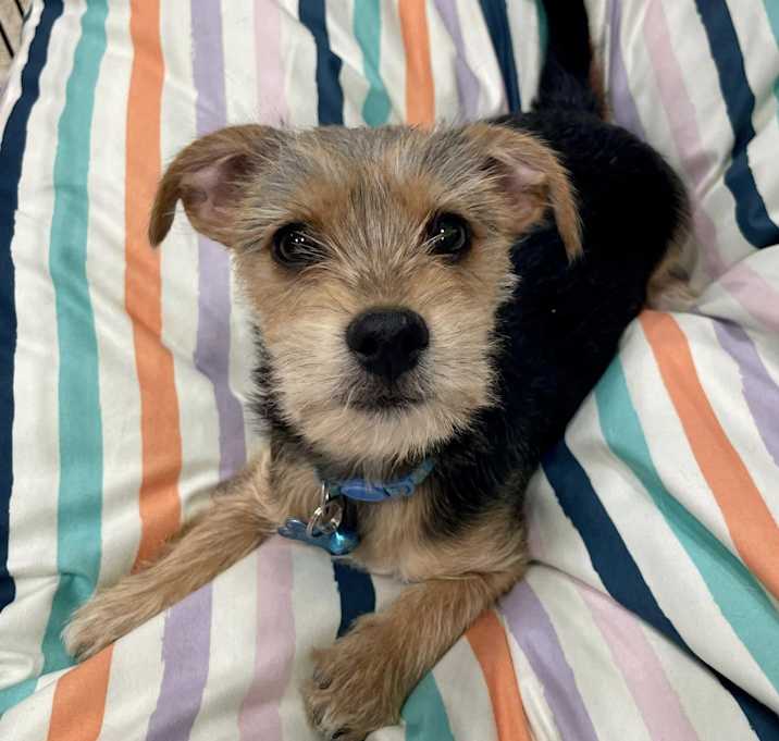 Photo of Loki