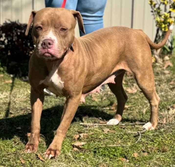 Photo of Brownie