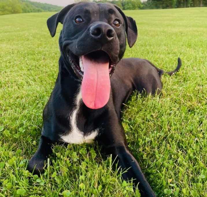 Photo of Winston (Rehoming Fee $50)