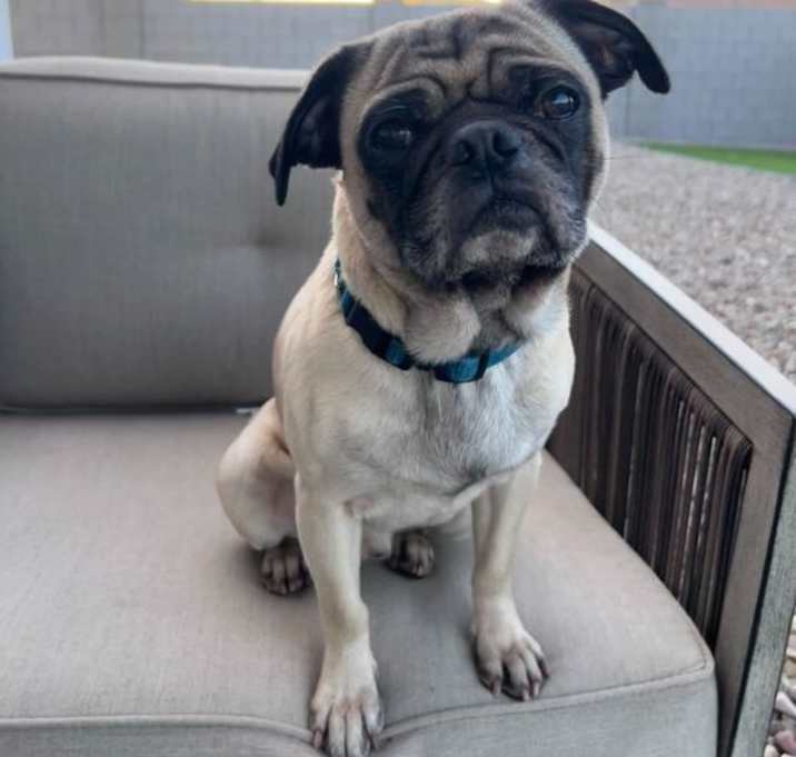 Photo of Rocky