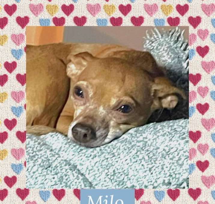 Photo of Milo