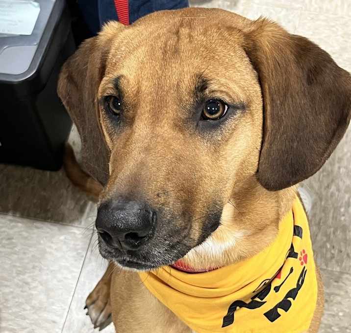 Photo of Daisy