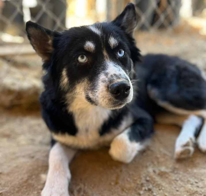 Photo of Cheyenne