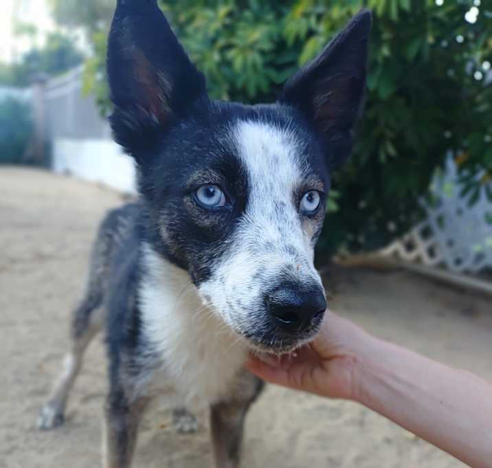 Photo of Shadow