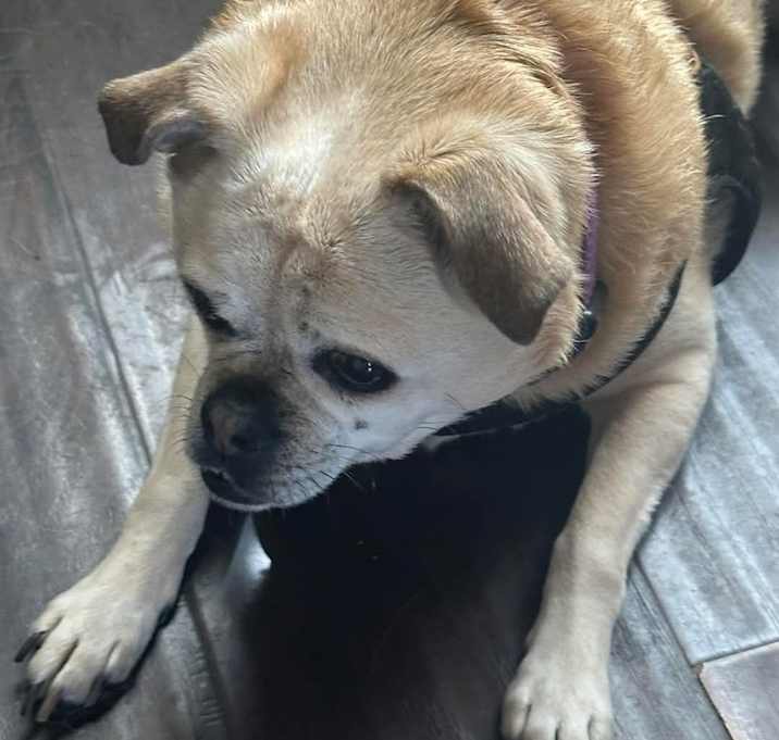 Photo of Bella