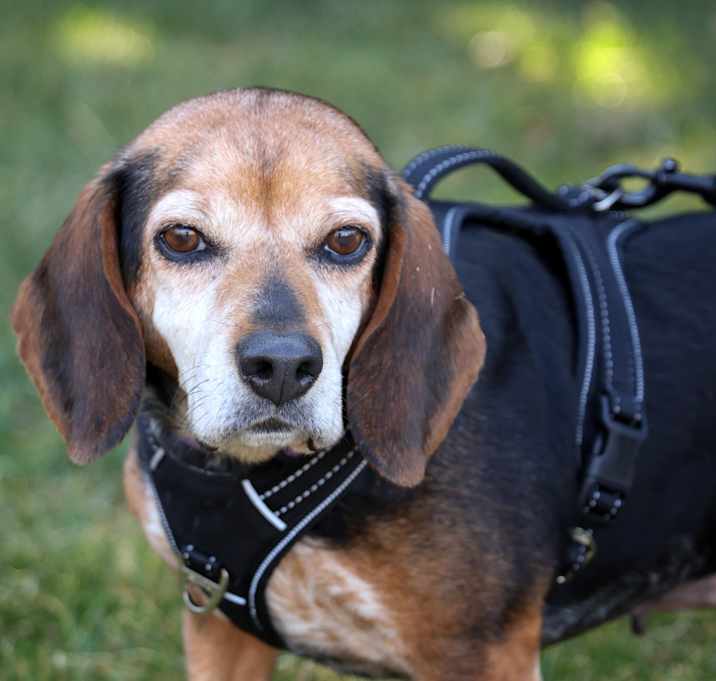 Photo of Dixie