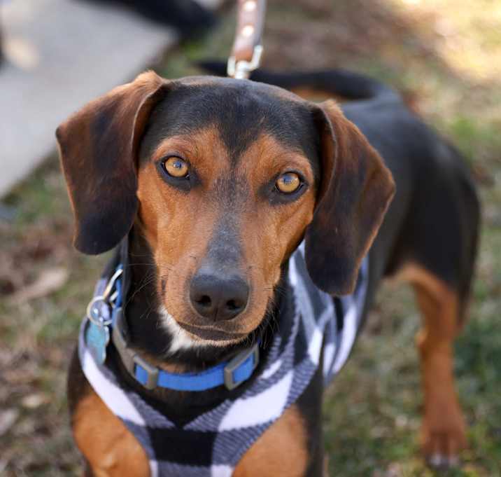 Photo of Buddy