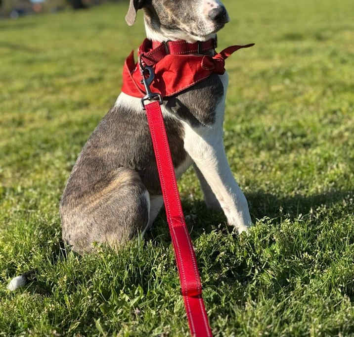 Photo of Winky  Sweetheart