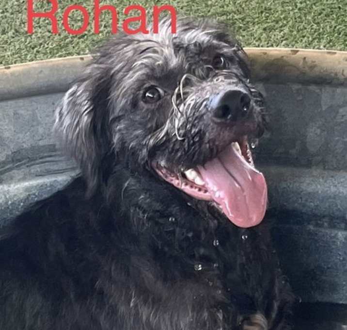 Photo of Rohan