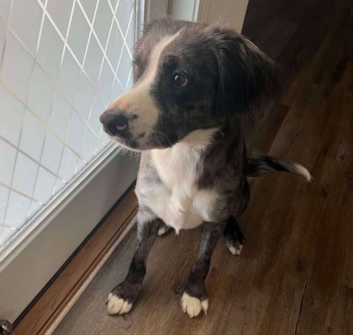 Photo of Maverick