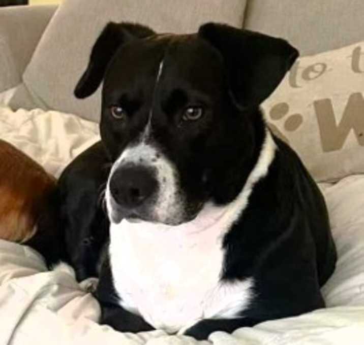 Photo of Shadow