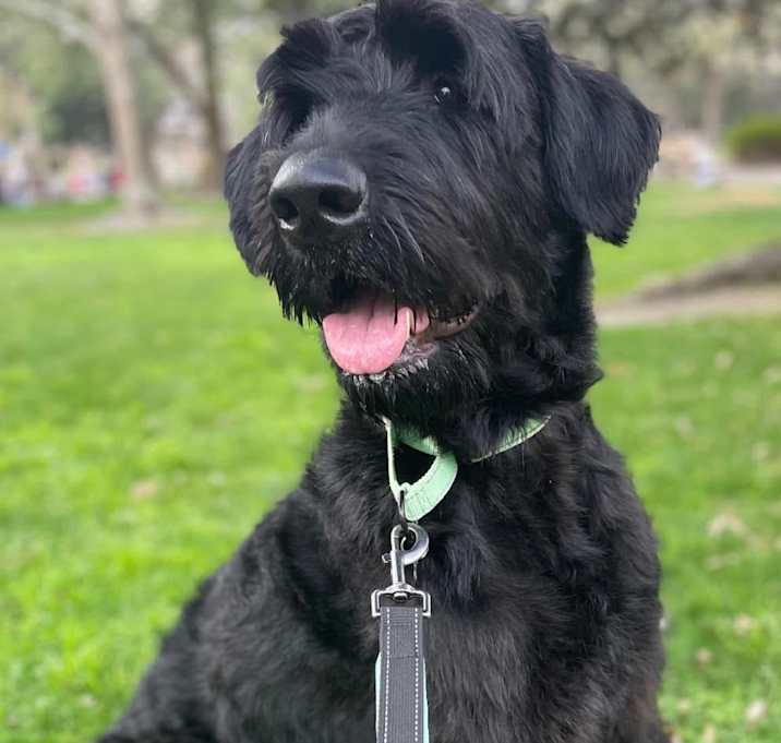 Photo of Sir Jet Black 