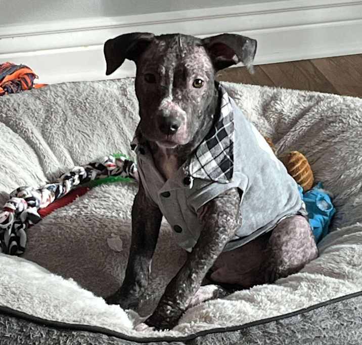 Photo of Sparrow - Adoption Pending!