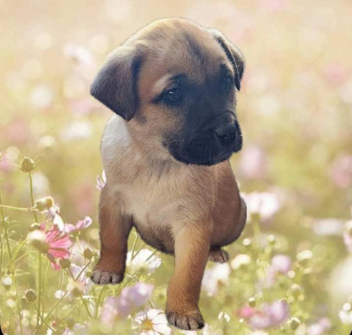 Photo of Rosie