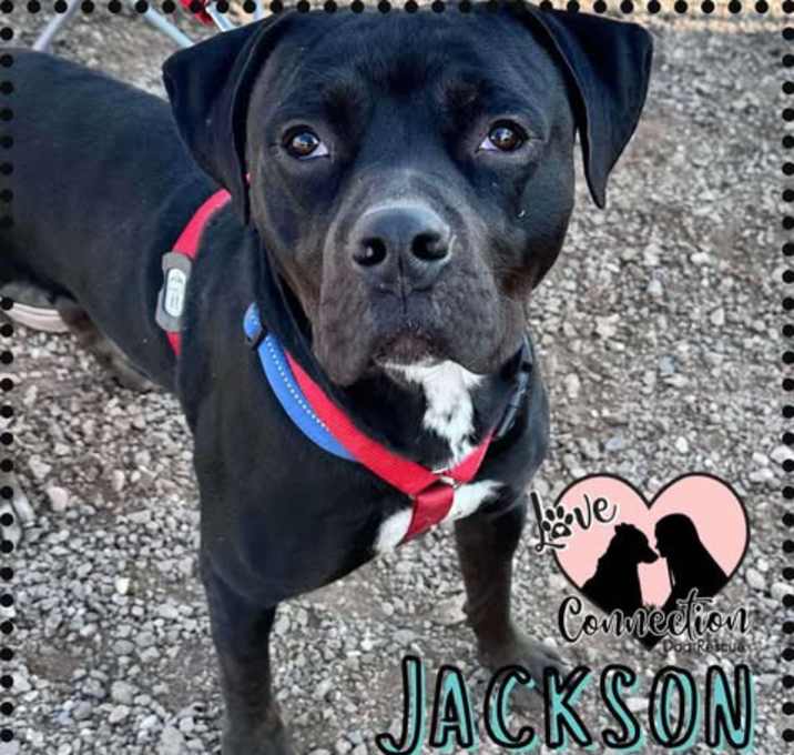 Photo of Jackson