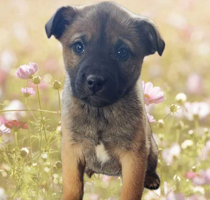 Photo of Lola