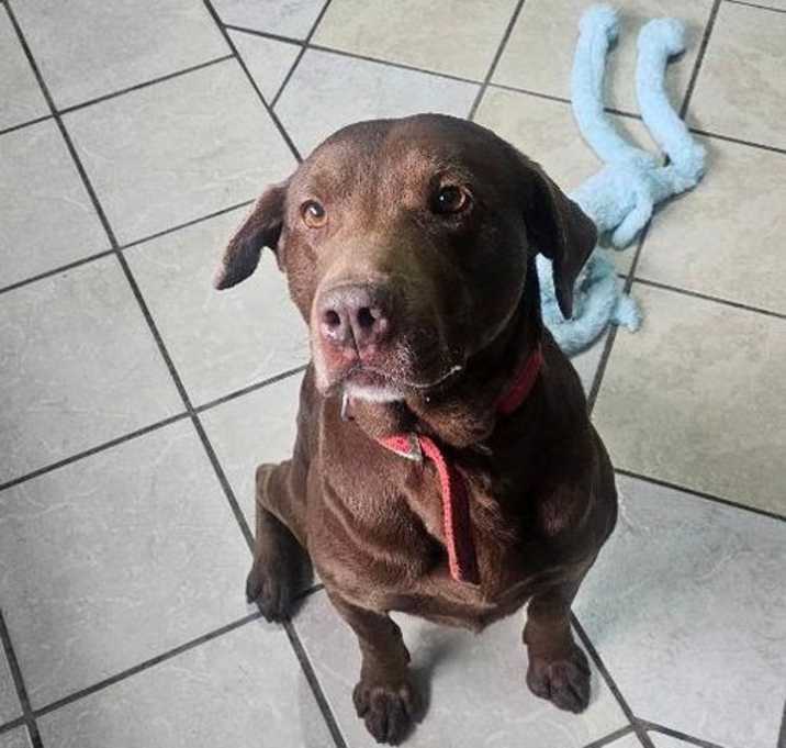 Photo of HERSHEY