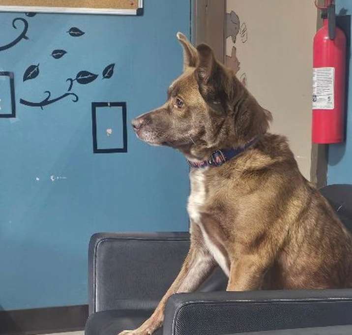 Photo of CINNAMON